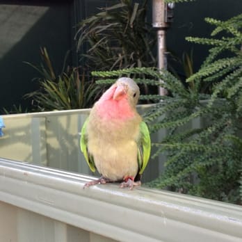 Sydney Wildlife World - Get super close to parrots in the koala area! - Zoos Near Me - Darling Harbour, NSW
