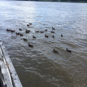 Rivercrest Lighthouse Marina Restaurant and Lounge - Ducks waiting for their share. - American Near Me - Madison, Indiana Rivercrest Lighthouse Marina Restaurant and Lounge - Ducks waiting for their share. - American Near Me - Madison, Indiana