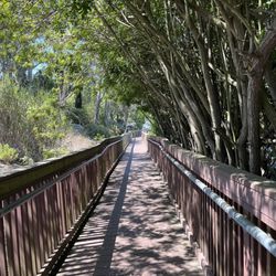 Lake Miramar - Pretty path