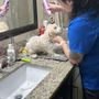 Photo of Ashley's Mobile Pet Services