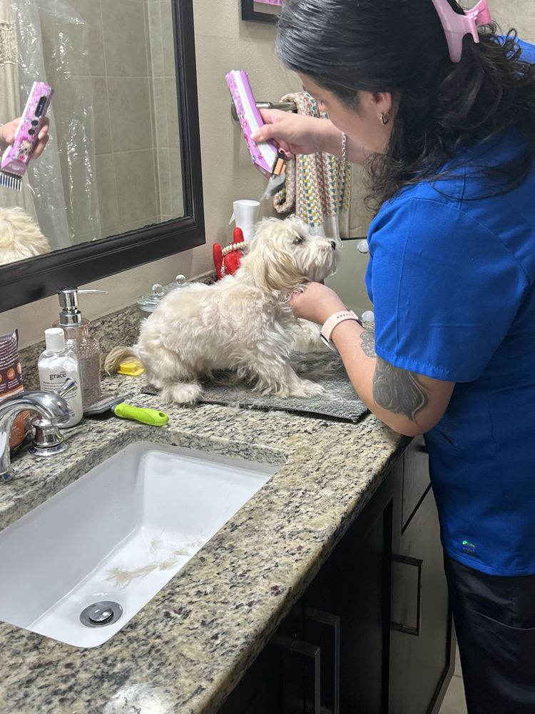 Curated visual reference: Ashley S Mobile Pet Services Updated May 2026 Request Photo Inspiration
