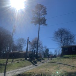Junior's Tree Service - One of two pine trees that needed to come down