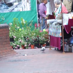 Beryl's Plants