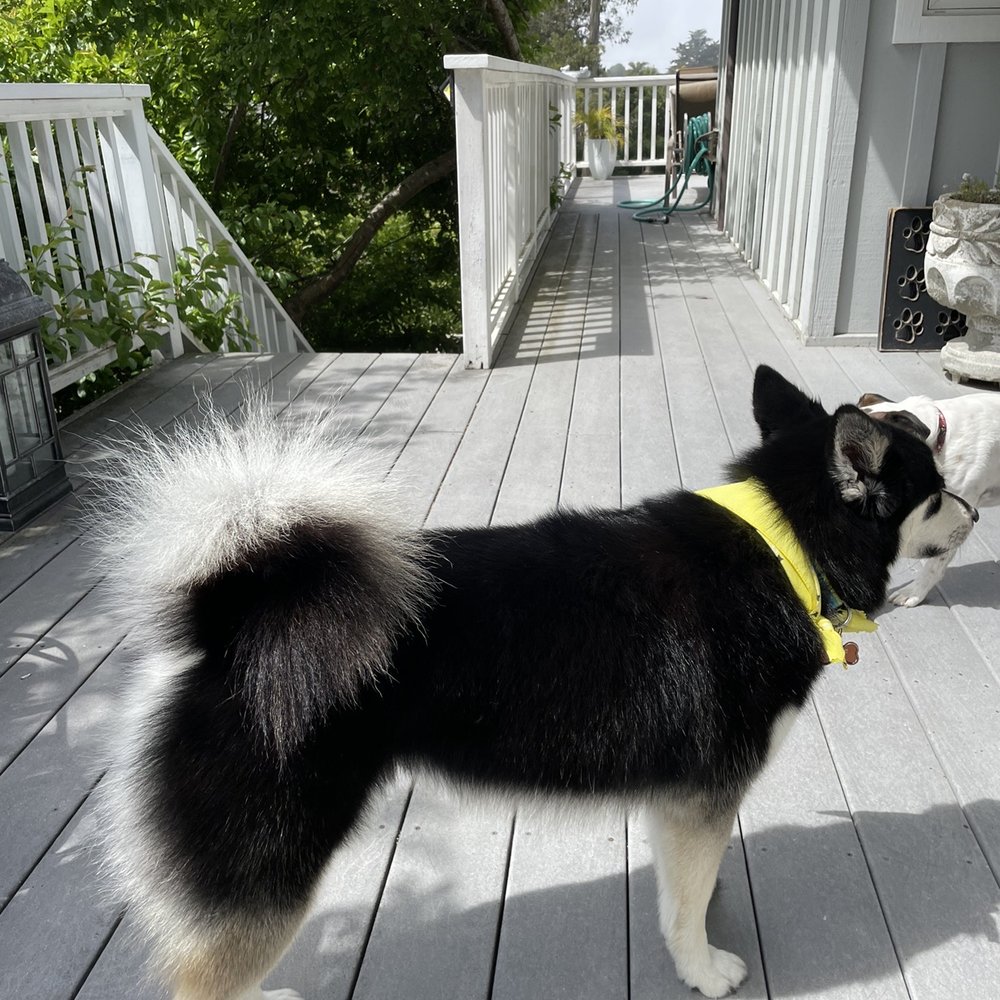 Pet Emporium - Silky soft and fluffy tail :) - Pet Groomers Near Me - Capitola, California Pet Emporium - Silky soft and fluffy tail :) - Pet Groomers Near Me - Capitola, California
