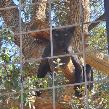Project Survival's Cat Haven - Jet the black leopard - Zoos Near Me - Dunlap, California