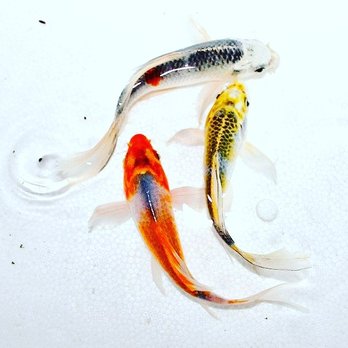 Koi Kompanion - Local Fish Stores Near Me - Ruskin, Florida Koi Kompanion - Local Fish Stores Near Me - Ruskin, Florida