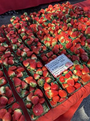 St. Petersburg Saturday Morning Market by null