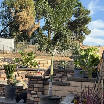 Palm Plantation - Fox tail palm - Nurseries & Gardening Near Me - Riverside, California