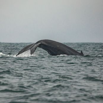 Discovery Whale Watch - Whale Watching Tours Near Me - Monterey, California