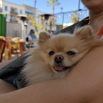 Johnny Mañana's - Passed the Pom Vibe check - Mexican Near Me - Oceanside, California Johnny Mañana's - Passed the Pom Vibe check - Mexican Near Me - Oceanside, California