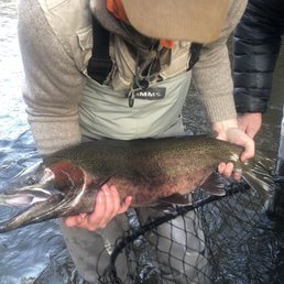 Steelhead Steelhead