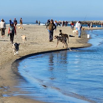 Ocean Beach Dog Beach - Beaches Near Me - San Diego, California