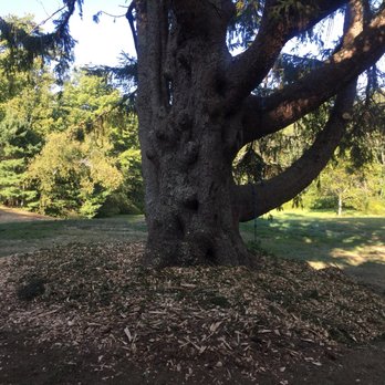 Cliff Side Tree - Coarse Mulching - Tree Services Near Me Cliff Side Tree - Coarse Mulching - Tree Services Near Me
