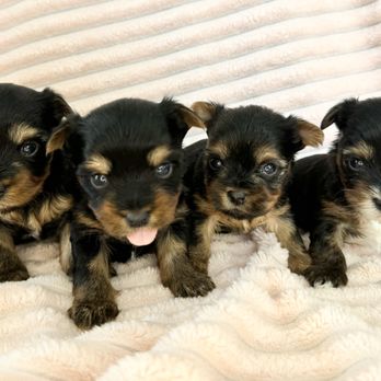 101 Yorkies - Pet Breeders Near Me 101 Yorkies - Pet Breeders Near Me