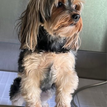 The Darling Pooch - Before #2 - Pet Groomers Near Me The Darling Pooch - Before #2 - Pet Groomers Near Me