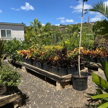 Kapolei Greenz - a variety of tropical plants - Nurseries & Gardening Near Me - Kapolei, Hawaii Kapolei Greenz - a variety of tropical plants - Nurseries & Gardening Near Me - Kapolei, Hawaii