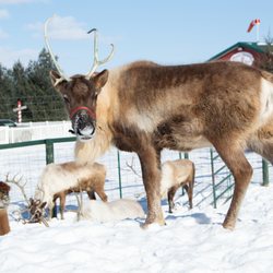 Rooftop Landing Reindeer Farm - Reindeer!