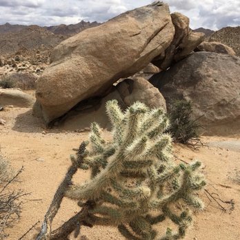 Naked Edge - Joshua Tree's Jumping Cholla Cacti! This bush is Not your Friend! - Rock Climbing Near Me Naked Edge - Joshua Tree's Jumping Cholla Cacti! This bush is Not your Friend! - Rock Climbing Near Me