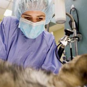Coble Animal Hospital - Veterinarians Near Me - Springfield, Illinois Coble Animal Hospital - Veterinarians Near Me - Springfield, Illinois