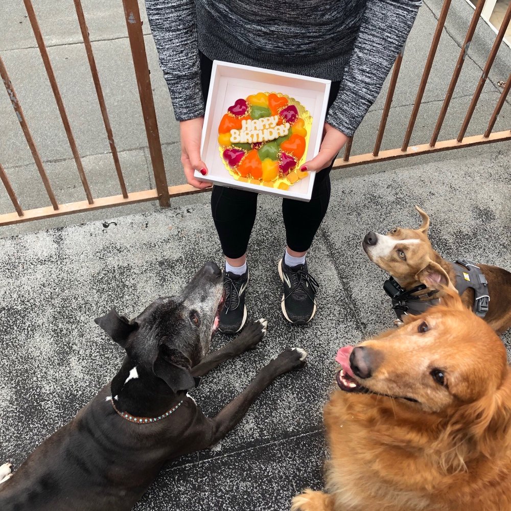 Mishka - Mishka birthday cake is a hit at the dog party! - Pet Stores Near Me - San Francisco, California Mishka - Mishka birthday cake is a hit at the dog party! - Pet Stores Near Me - San Francisco, California