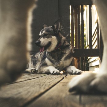 EVOLVE - Pet portrait 2017 - Session Photography Near Me EVOLVE - Pet portrait 2017 - Session Photography Near Me