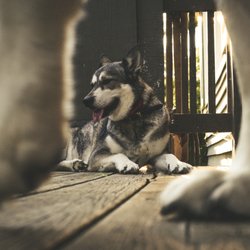 EVOLVE - Pet portrait 2017