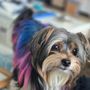 Photo of Nose To Tail Pet Spa