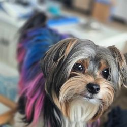 Nose To Tail Pet Spa - Gemma had a little color added!