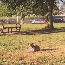 Fall River Dog Park - Daisy enjoying the park.