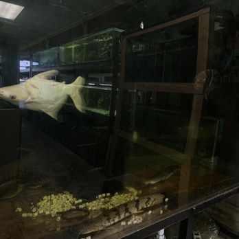 Van Star Aquarium - Local Fish Stores Near Me - San Gabriel, California Van Star Aquarium - Local Fish Stores Near Me - San Gabriel, California