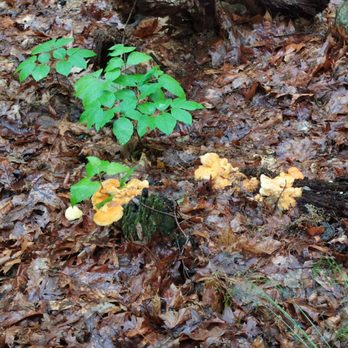 Black Rock Forest Consortium - Mushrooms - Hiking Near Me - Cornwall On Hudson, New York Black Rock Forest Consortium - Mushrooms - Hiking Near Me - Cornwall On Hudson, New York