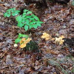 Black Rock Forest Consortium - Mushrooms