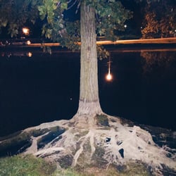 Pine Lake Camping & Fishing - Exposed roots from a gorgeous tree! Great for a photo session!