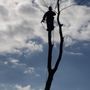 Photo of All Points Tree Service