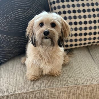 Furry Godmother - We always look forward to doggy updates from Esta. Here's one of Daisy chillin on Esta's couch! - Dog Walkers Near Me Furry Godmother - We always look forward to doggy updates from Esta. Here's one of Daisy chillin on Esta's couch! - Dog Walkers Near Me