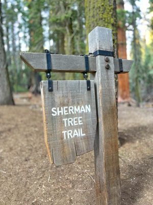 General Sherman Tree by null
