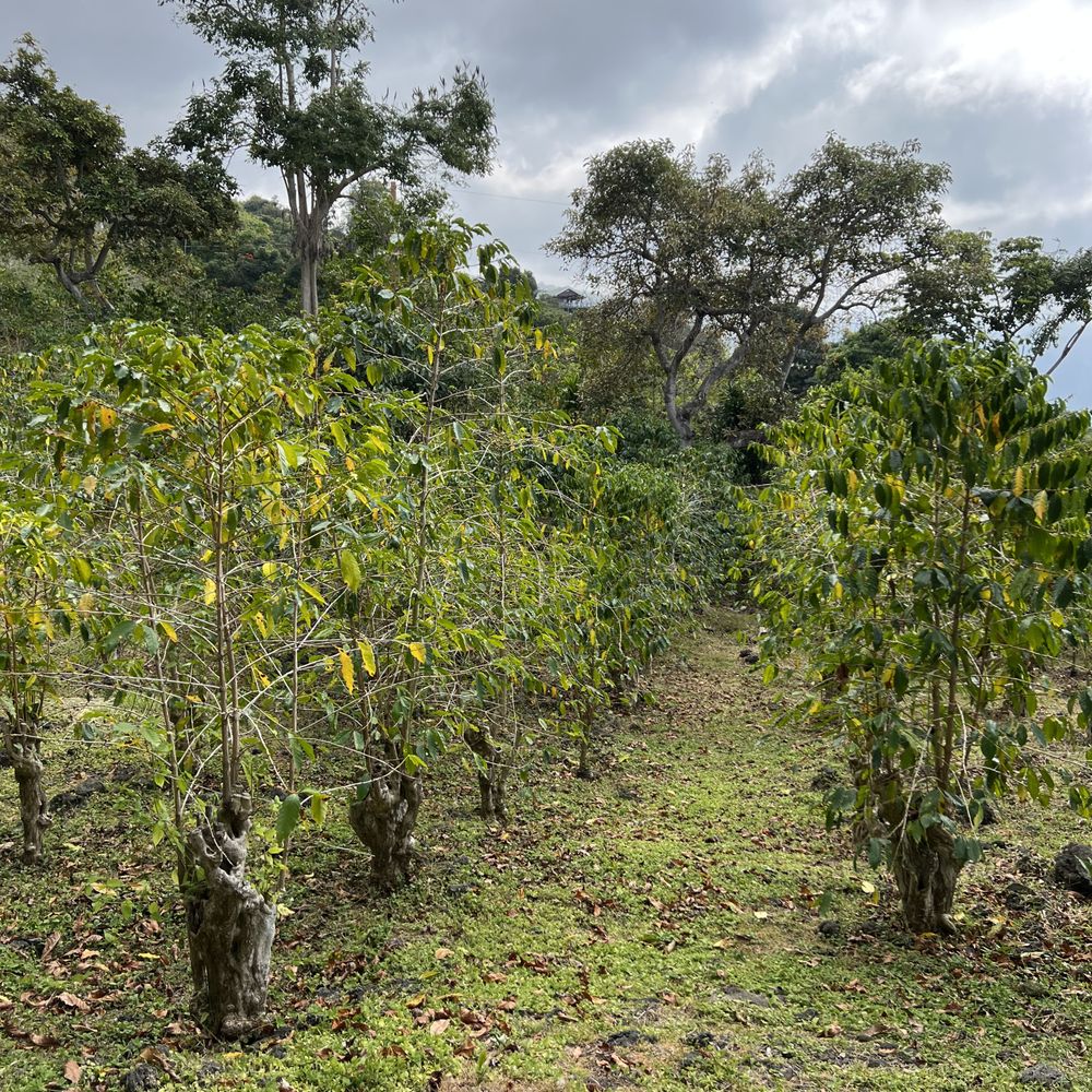 Hala Tree Coffee - Attraction Farms Near Me - Captain Cook, Hawaii