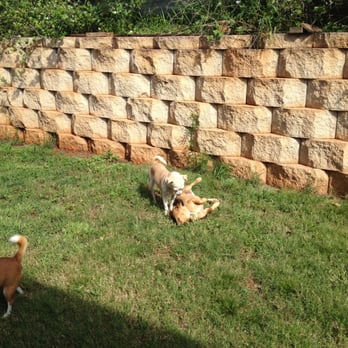 VIPaws - Just another great playtime session at VIPaws! - Dog Walkers Near Me