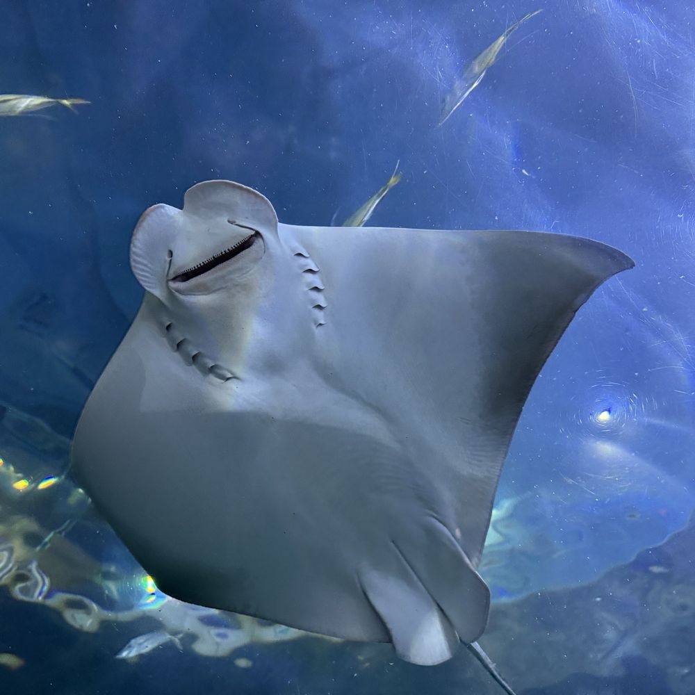 Audubon Aquarium - Aquariums Near Me - New Orleans, Louisiana Audubon Aquarium - Aquariums Near Me - New Orleans, Louisiana