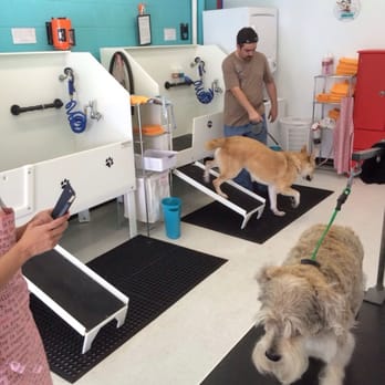 Stinky Dawg - Pet Groomers Near Me - San Marcos, Texas Stinky Dawg - Pet Groomers Near Me - San Marcos, Texas
