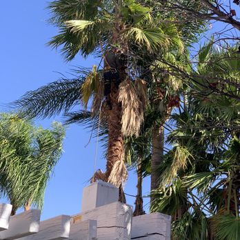 Majestic Tree Care - Removing palm tree - Tree Services Near Me - Northridge, California Majestic Tree Care - Removing palm tree - Tree Services Near Me - Northridge, California