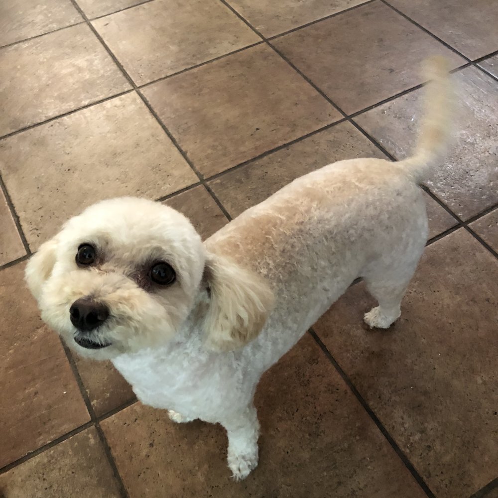Doggy Day Spa - After haircut - Pet Groomers Near Me - Los Angeles, California Doggy Day Spa - After haircut - Pet Groomers Near Me - Los Angeles, California