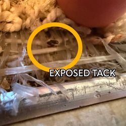 Meredith Lodging - Exposed Tack Strip