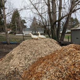 My ducks enjoying a View of the Mountains from atop the free chips dropped off by Mountain View Tree Service. My ducks enjoying a View of the Mountains from atop the free chips dropped off by Mountain View Tree Service.
