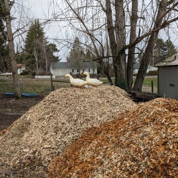 Mountain View Tree Service - My ducks enjoying a View of the Mountains from atop the free chips dropped off by Mountain View Tree Service. - Tree Services Near Me - Salem, Oregon Mountain View Tree Service - My ducks enjoying a View of the Mountains from atop the free chips dropped off by Mountain View Tree Service. - Tree Services Near Me - Salem, Oregon