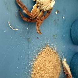 ABSeafood - Blue crab with Jo spice