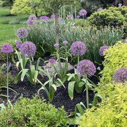 The Garden Girl