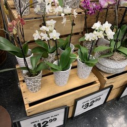 Sprouts Farmers Market - Orchids 3.22.23