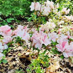 Jenkins Arboretum & Gardens