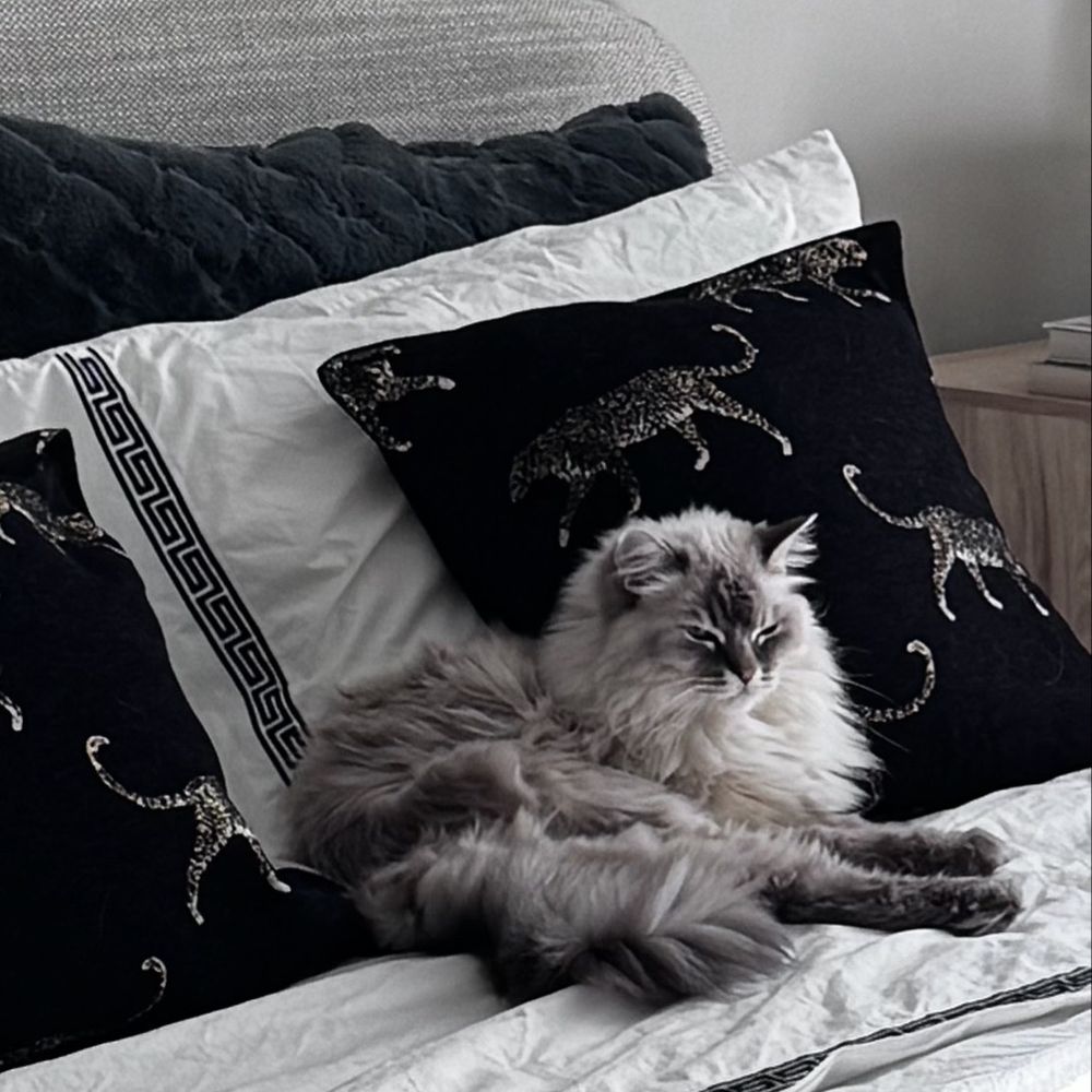 Broadway Ragdolls - Quinn a beautiful Lynx Point Ragdoll from the Broadway Rags "Funny Girl" litter! - Pet Services Near Me Broadway Ragdolls - Quinn a beautiful Lynx Point Ragdoll from the Broadway Rags "Funny Girl" litter! - Pet Services Near Me